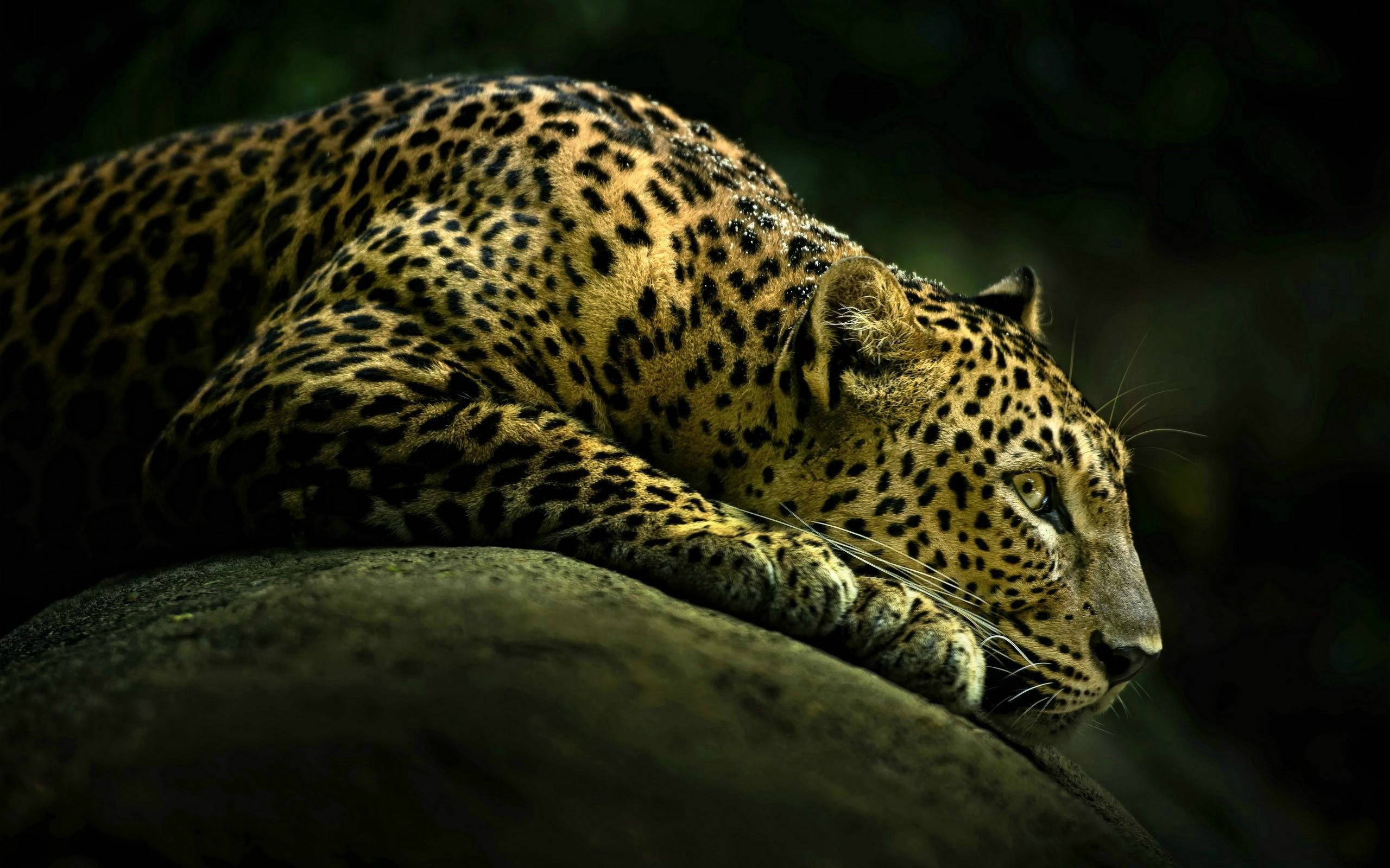 1920 x 1080 HD Wallpapers 2638